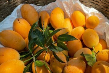health benefits of eating mangoes