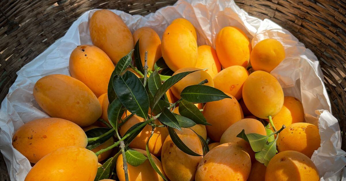 22 Amazing Health Benefits Of Eating Mangoes You Need To Know