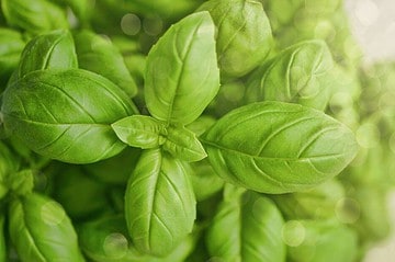 health benefits of basil leaves