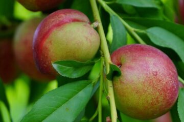 health benefits of plum
