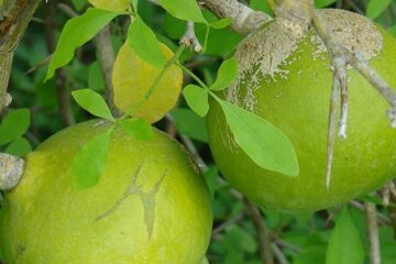 health benefits of belpatra