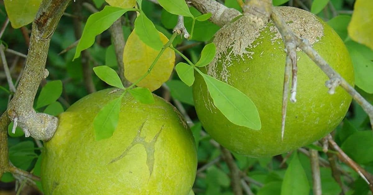 health benefits of belpatra